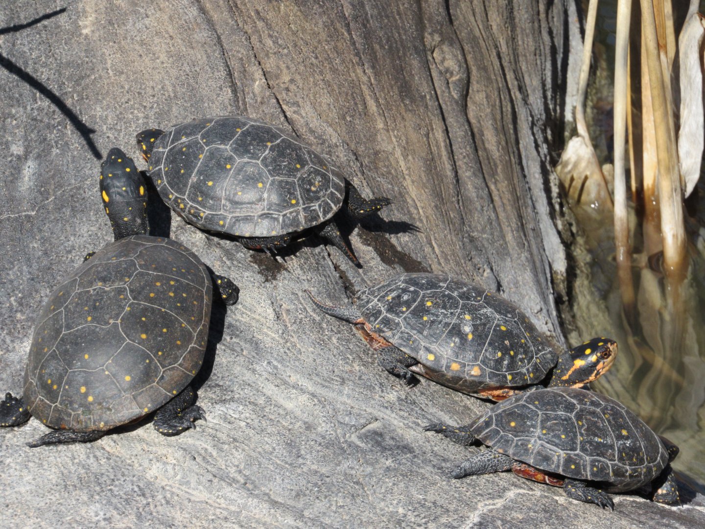 Spotted Turtle (Clemmys guttata)