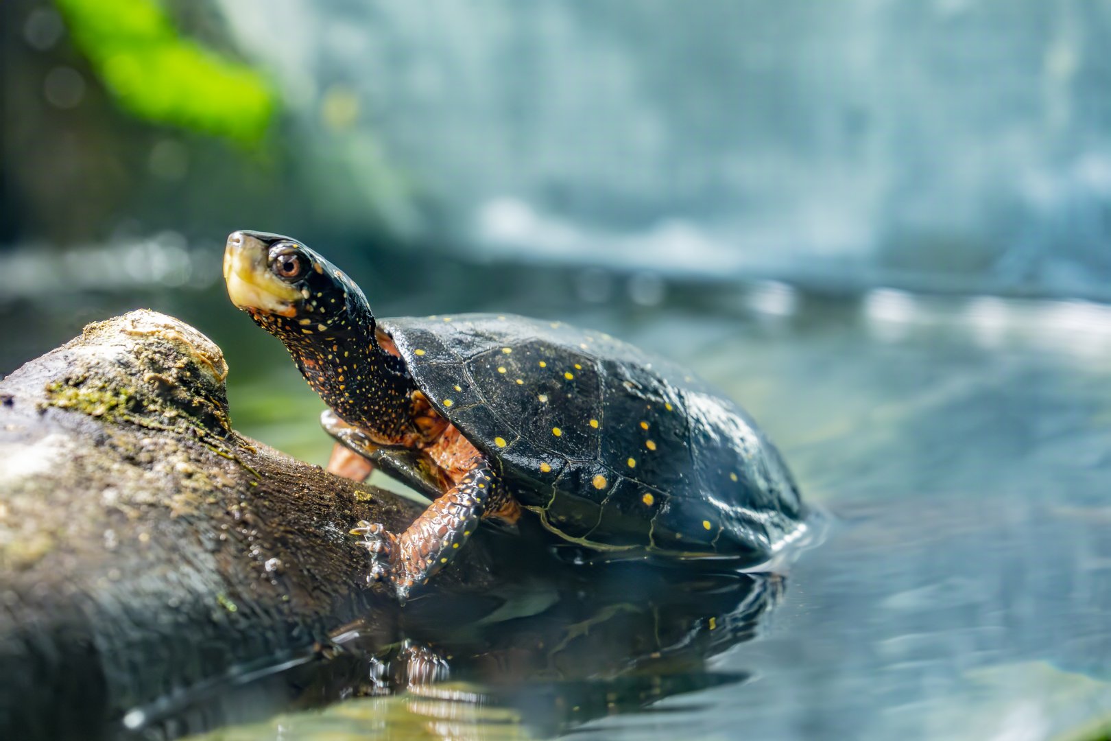 spotted turtle (Clemmys guttata)