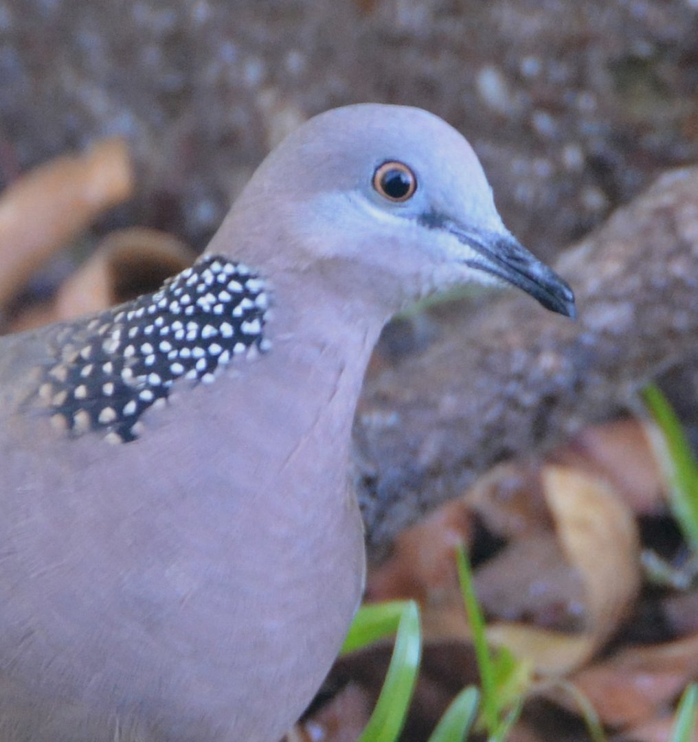 Spotted Turtle-dove