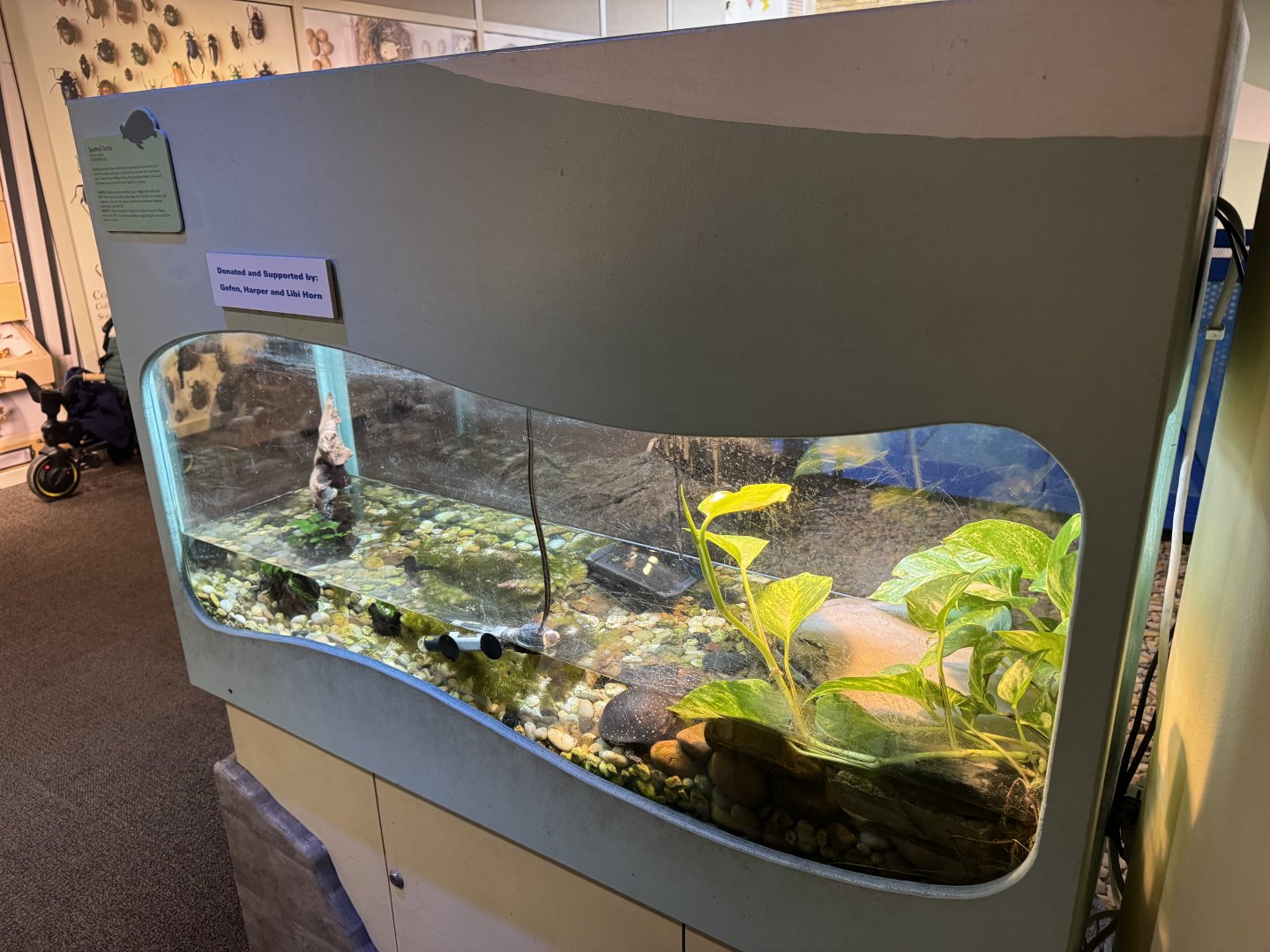 Spotted Turtle Exhibit- December 2024