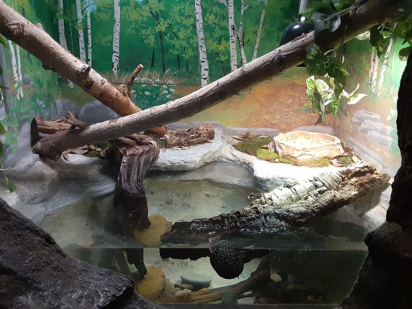 Spotted Turtle Exhibit