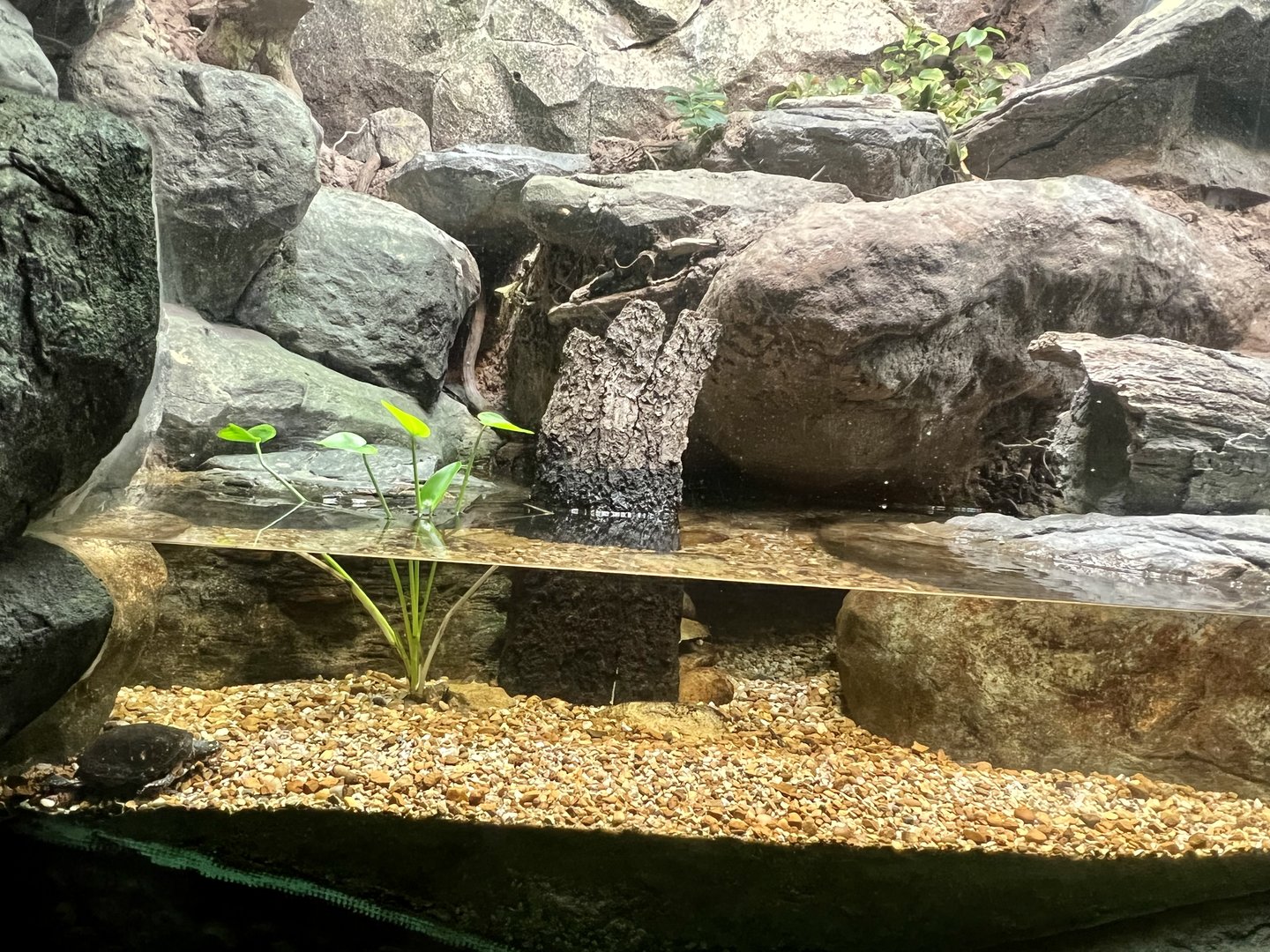 Spotted Turtle Exhibit