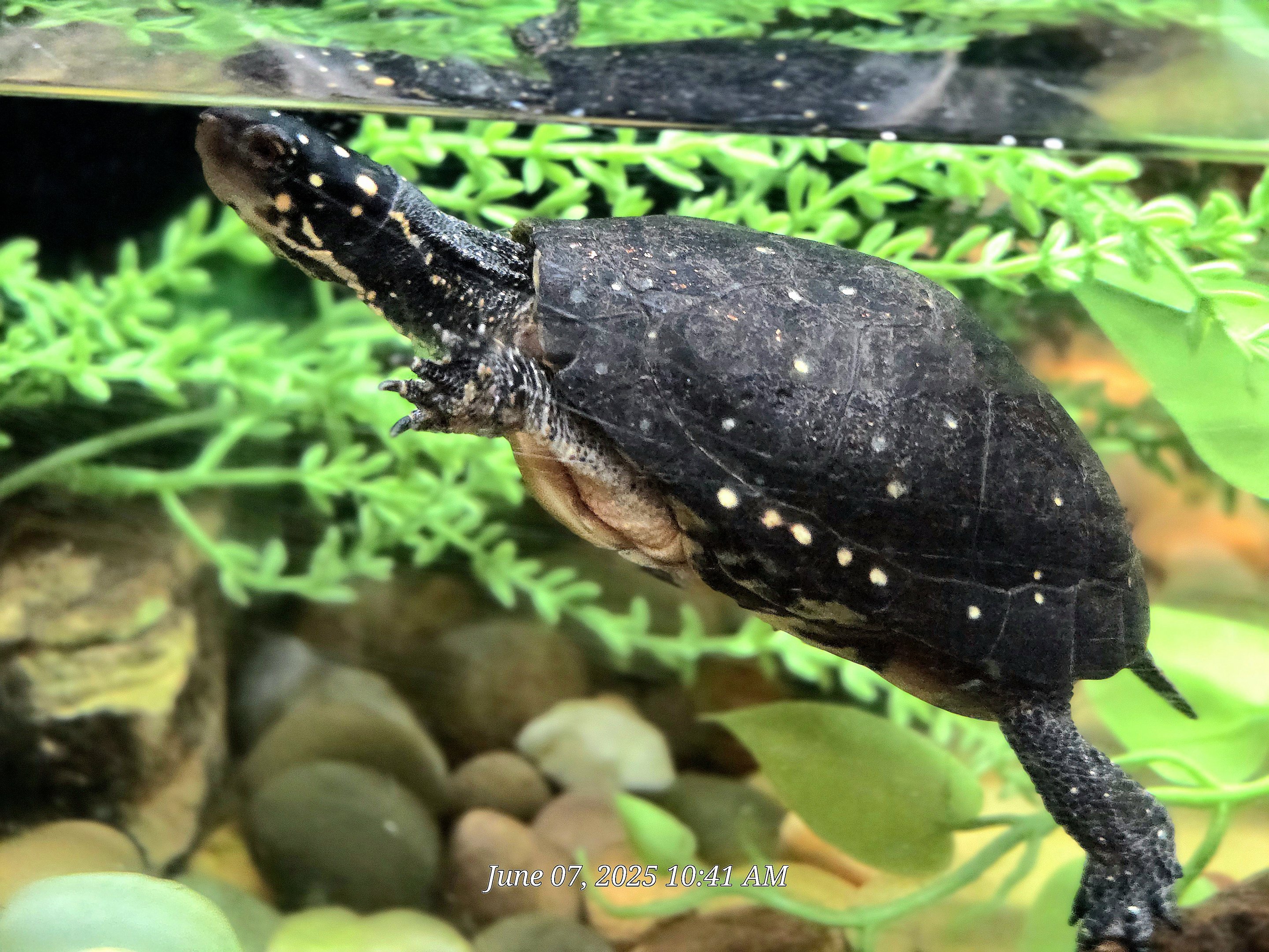 Spotted Turtle  - Greenville Zoo