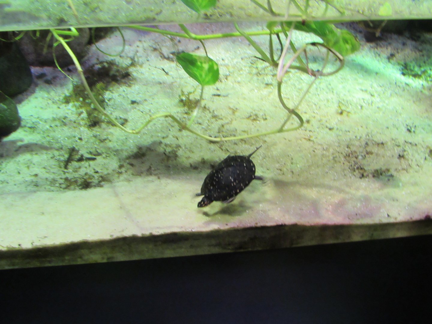 Spotted Turtle in former Mata Mata Turtle Exhibit