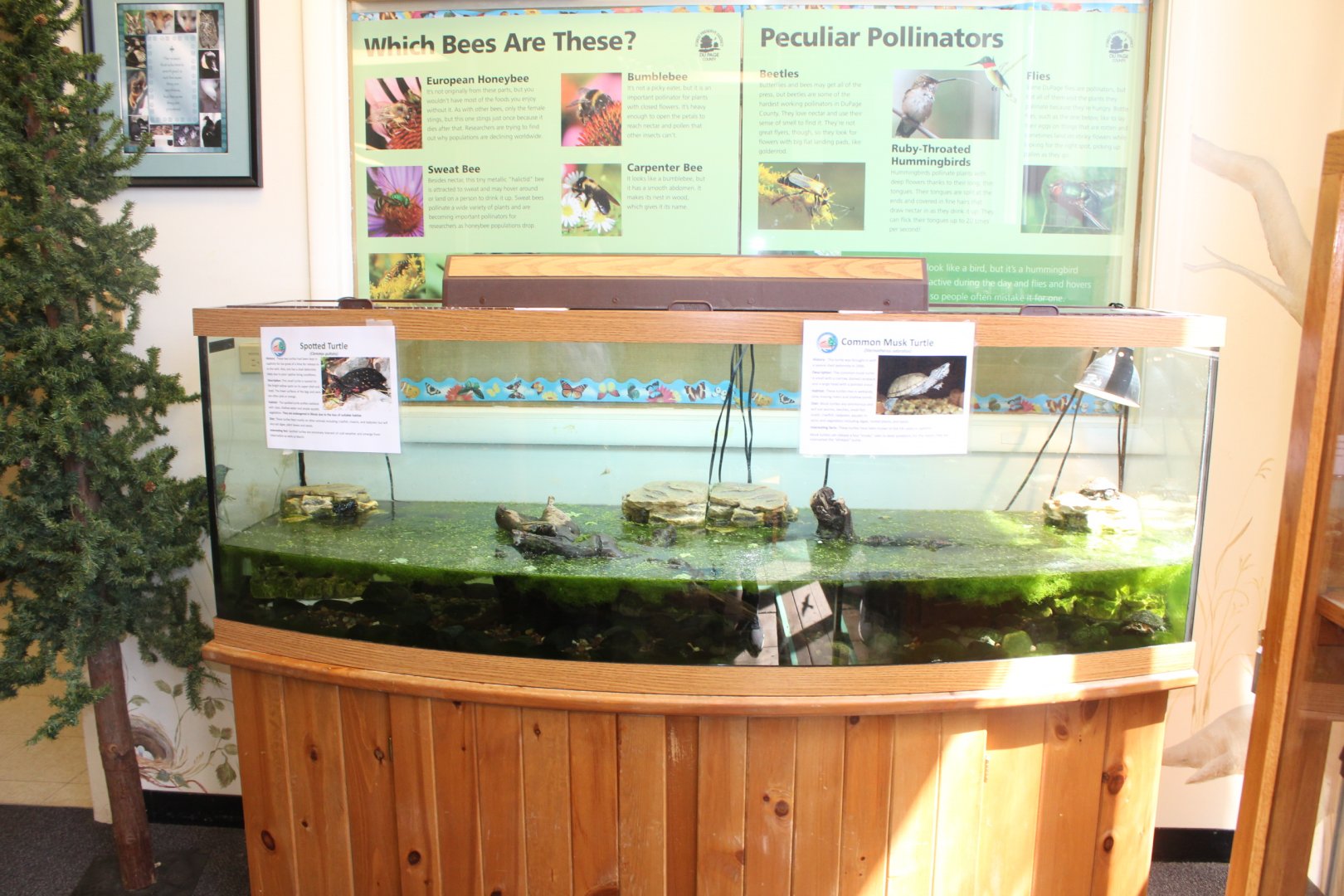 Spotted Turtle + Musk Turtle Tank