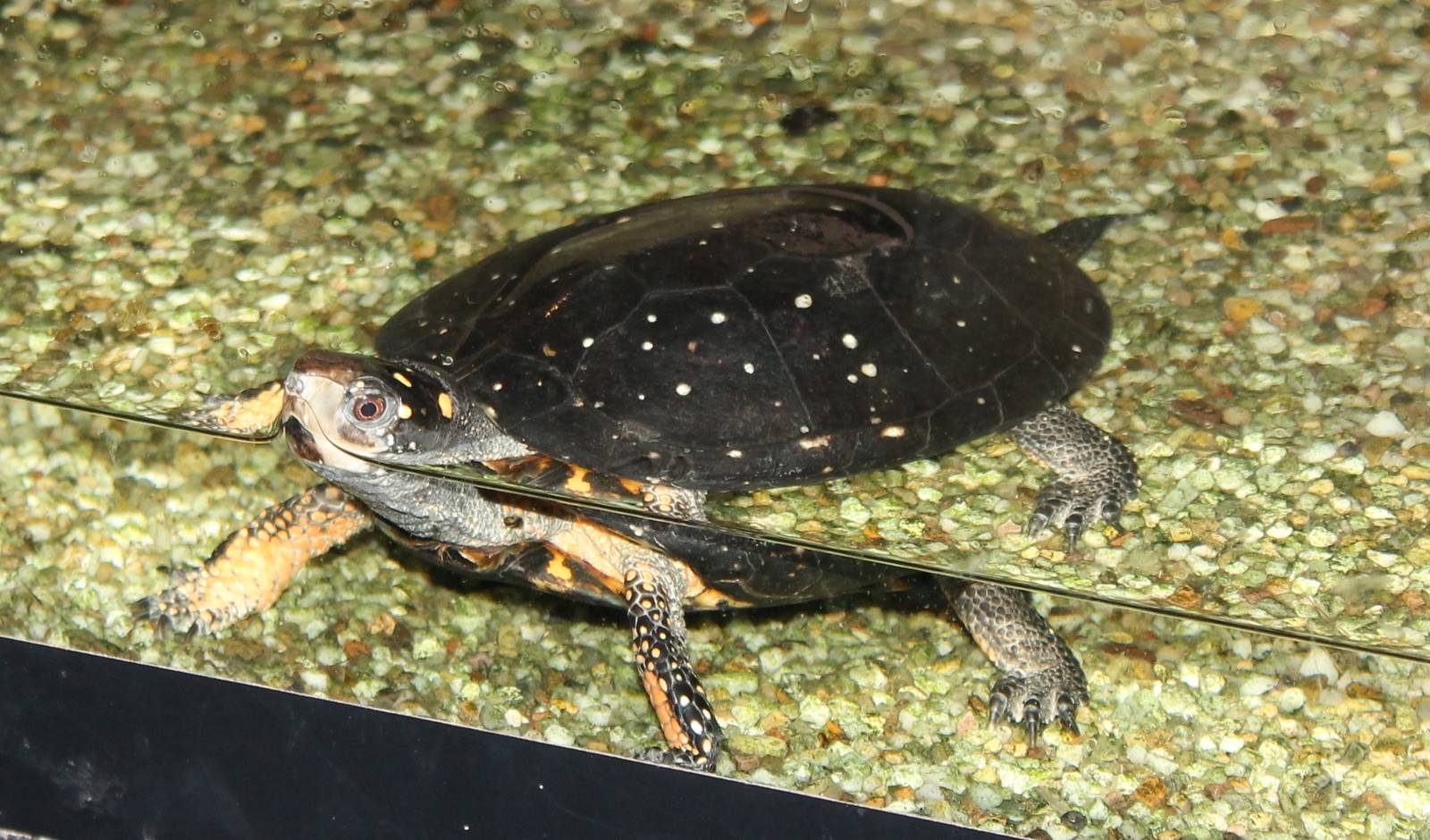 Spotted turtle