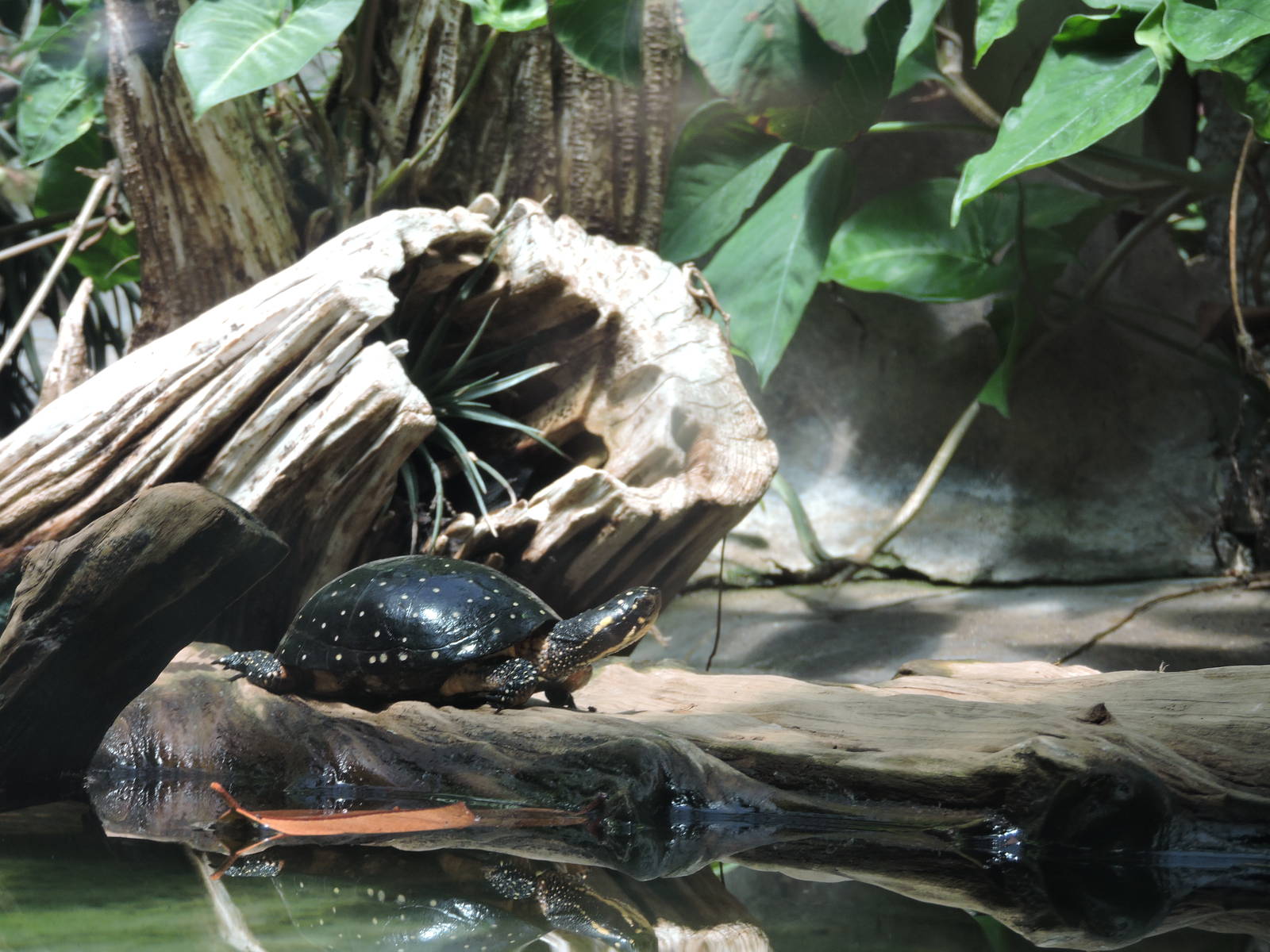 Spotted Turtle