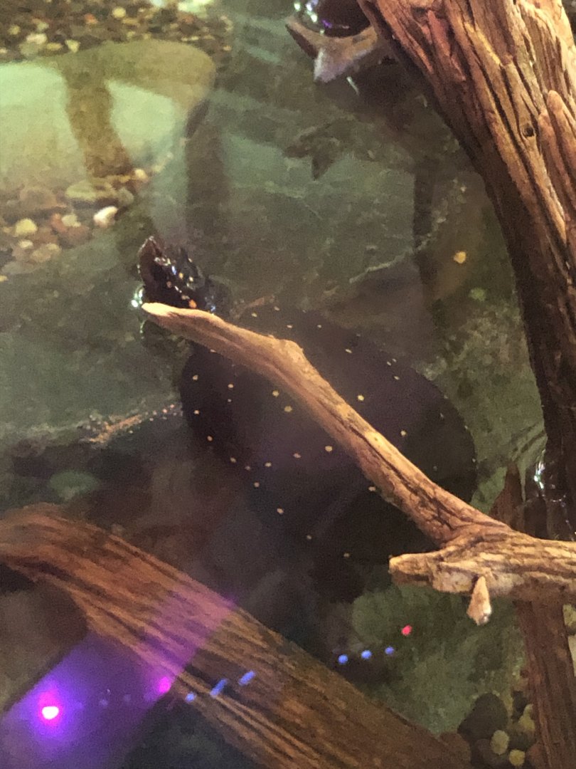 Spotted Turtle