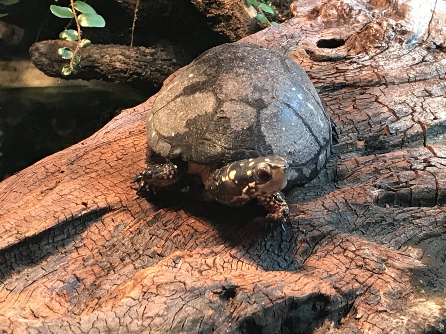 Spotted Turtle