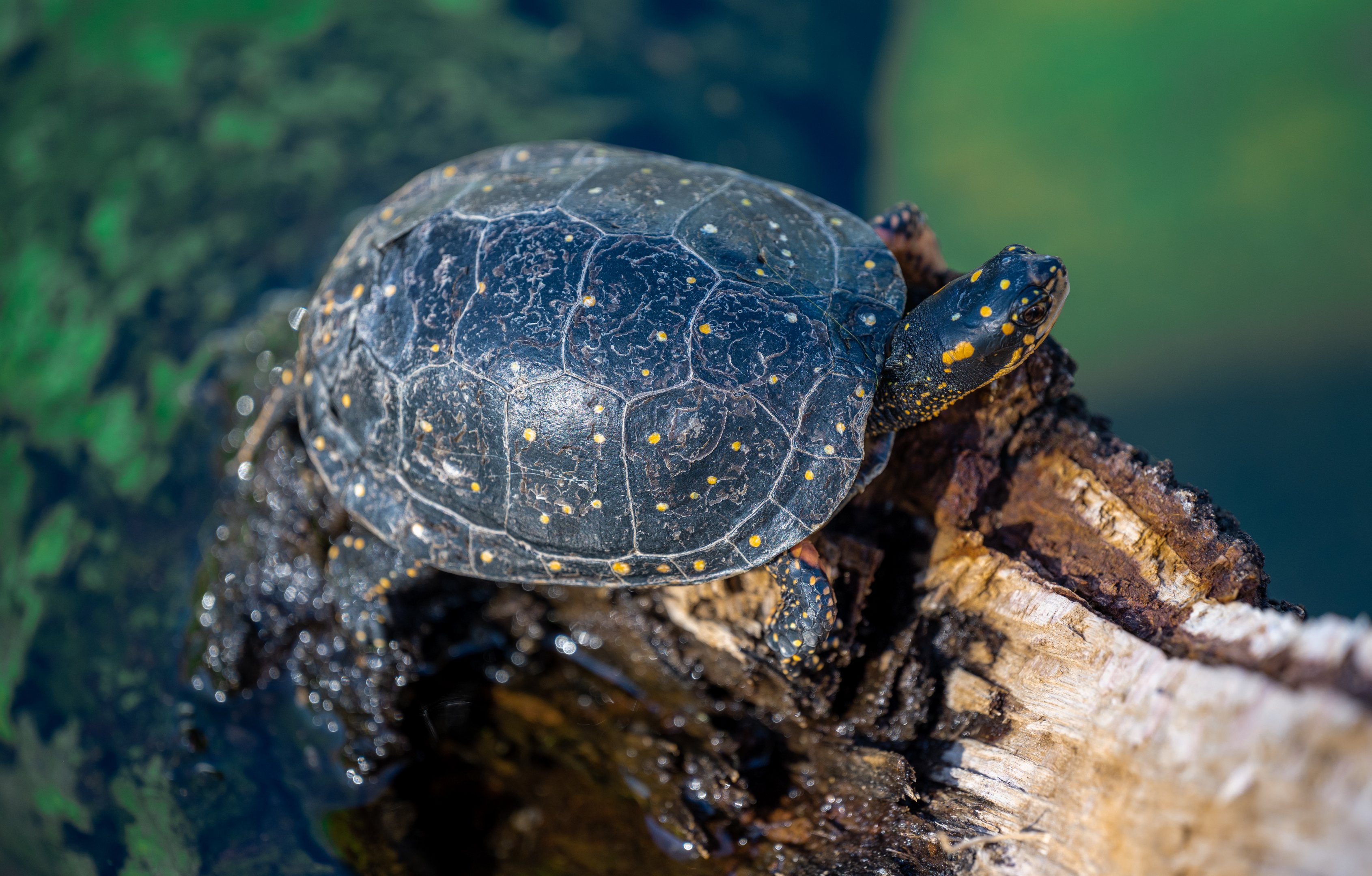 Spotted Turtle