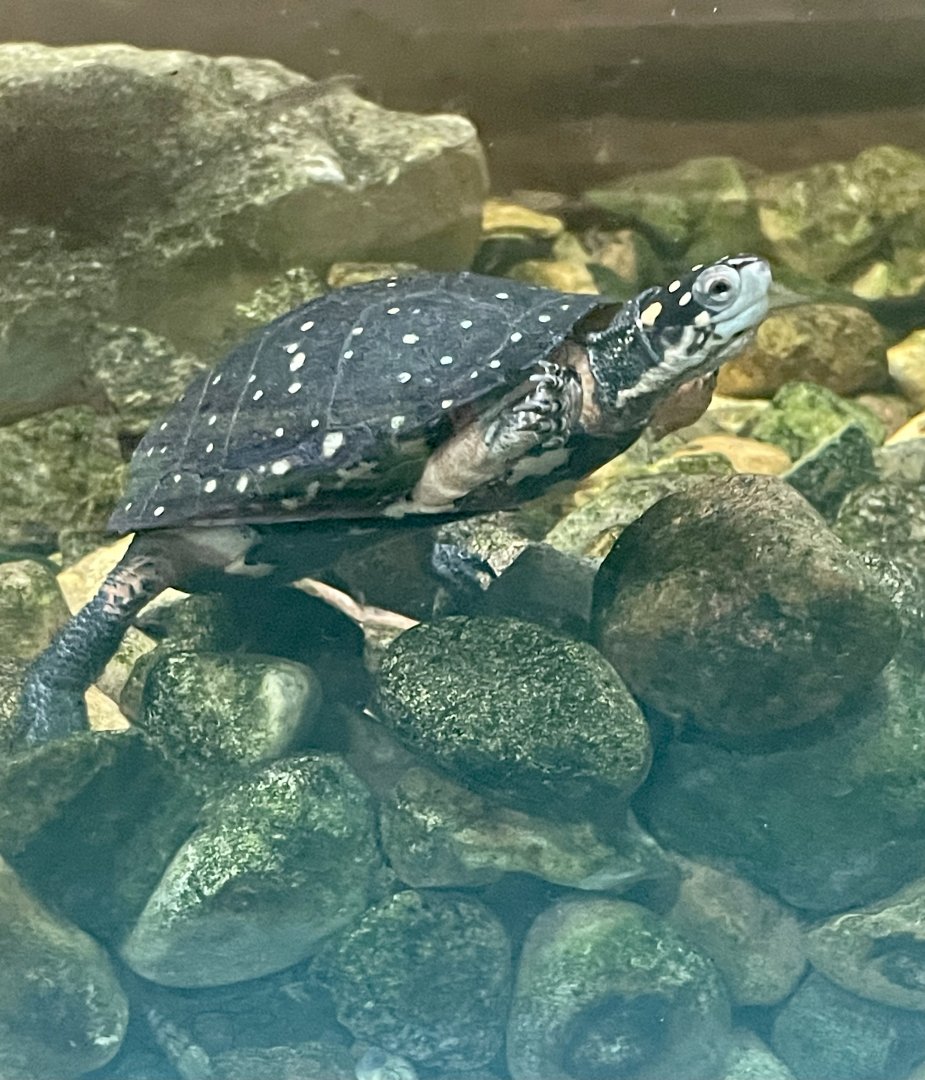 Spotted Turtle