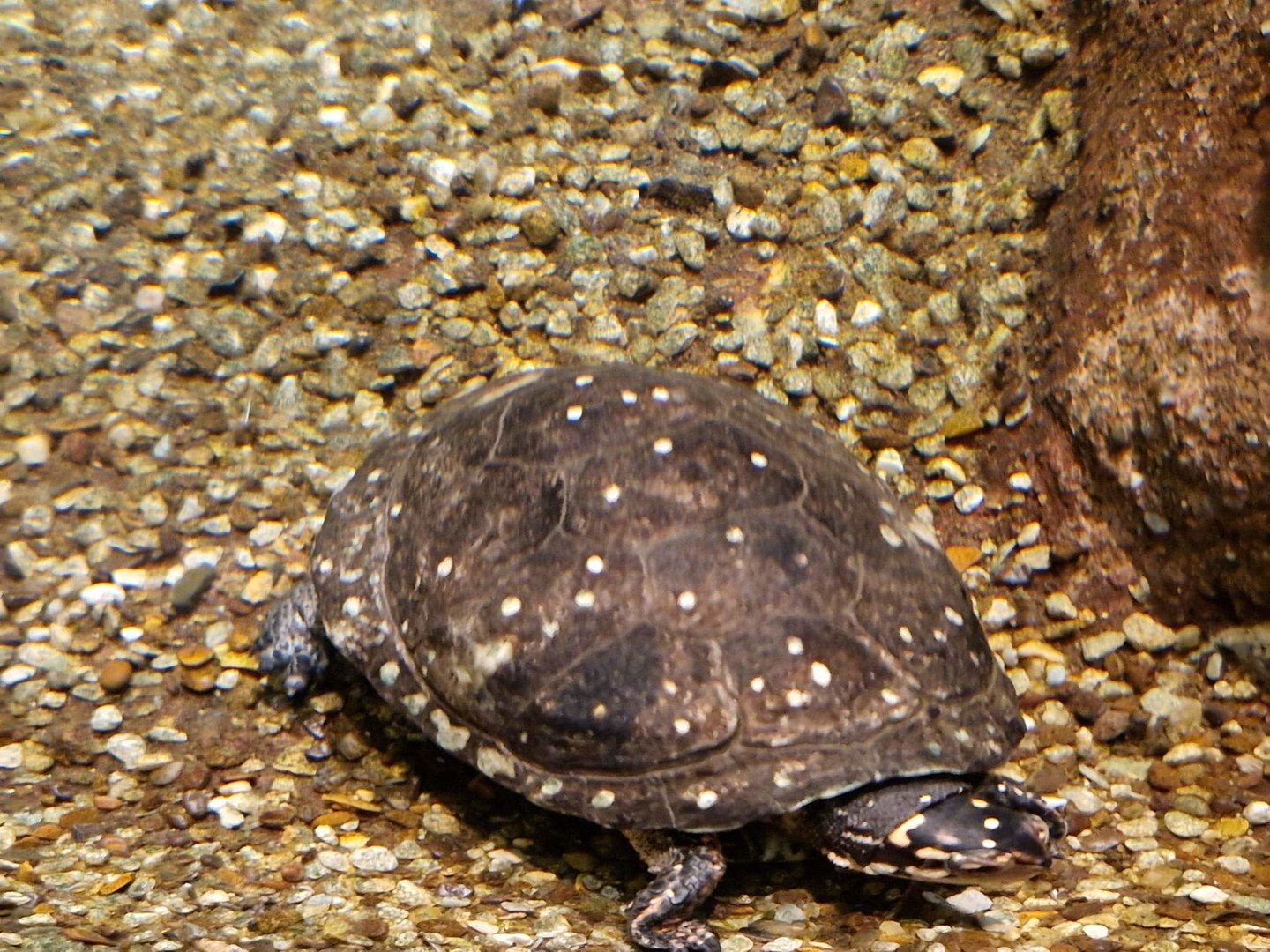 Spotted turtle