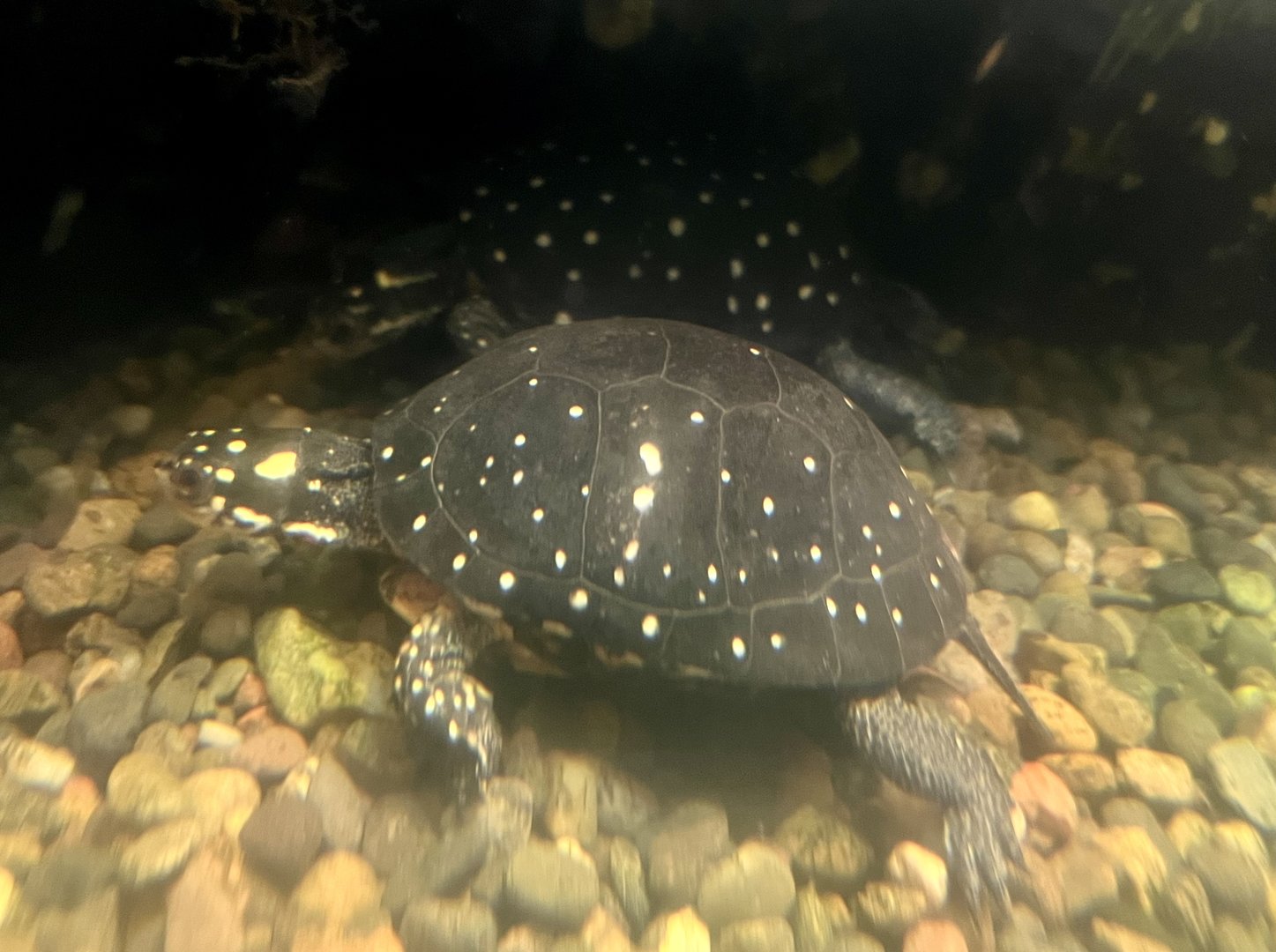 Spotted Turtle