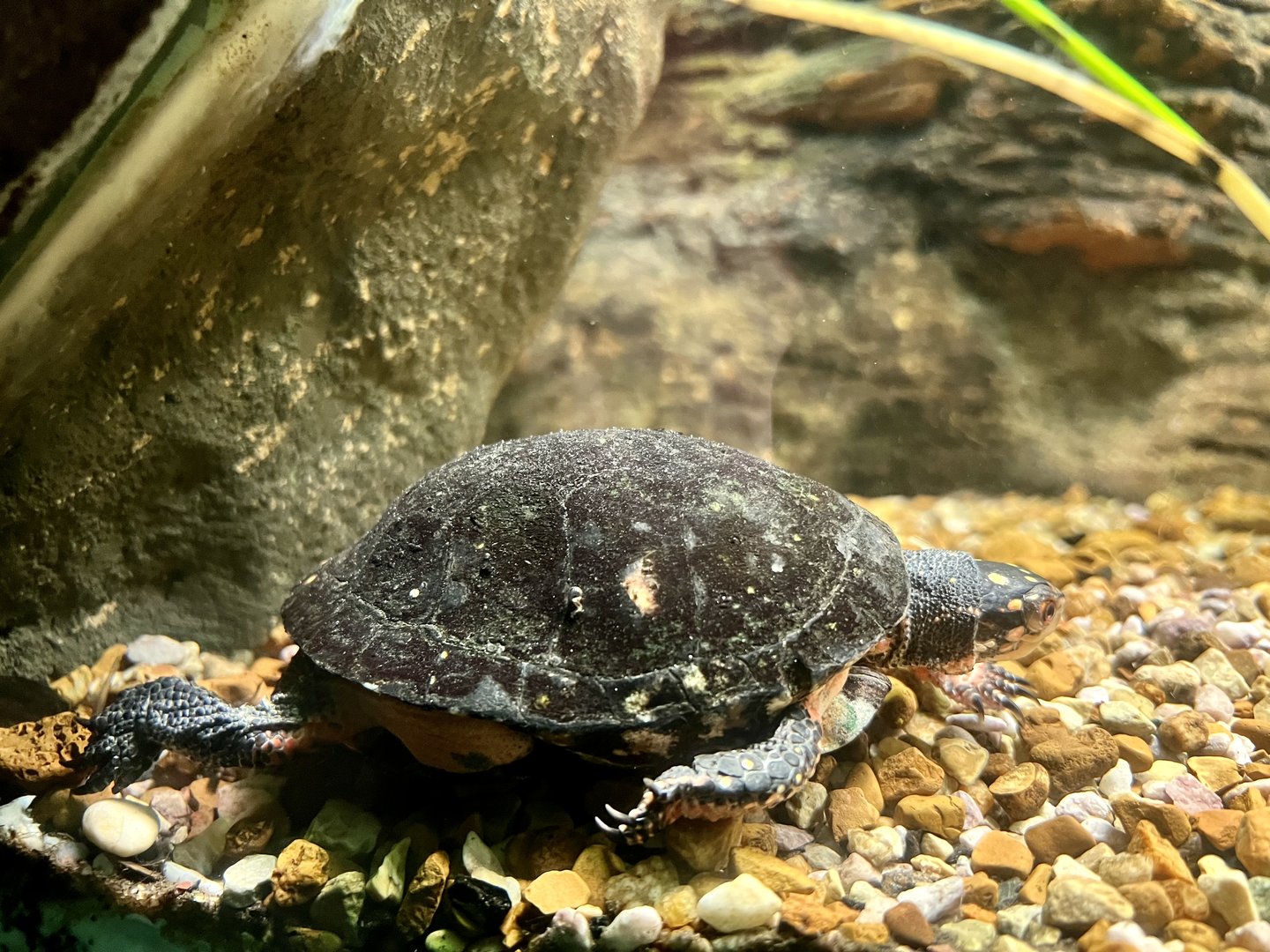 Spotted Turtle