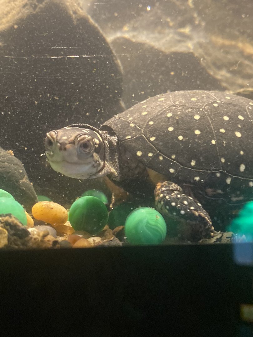 Spotted Turtle