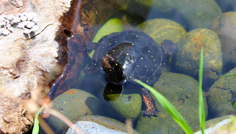 Spotted Turtle