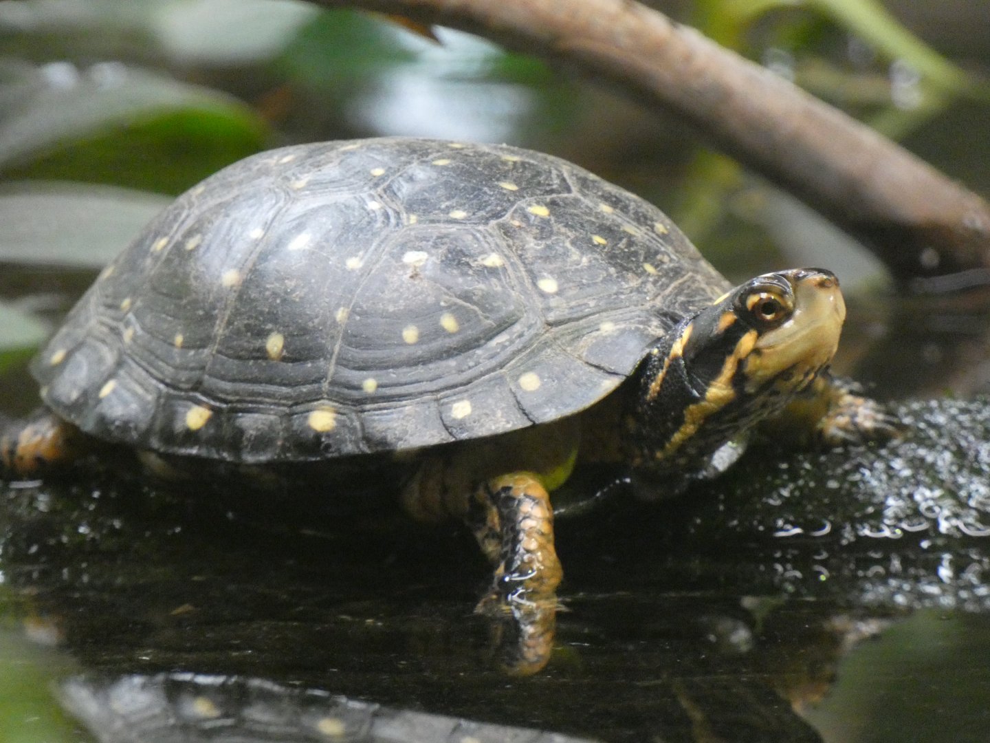 Spotted turtle
