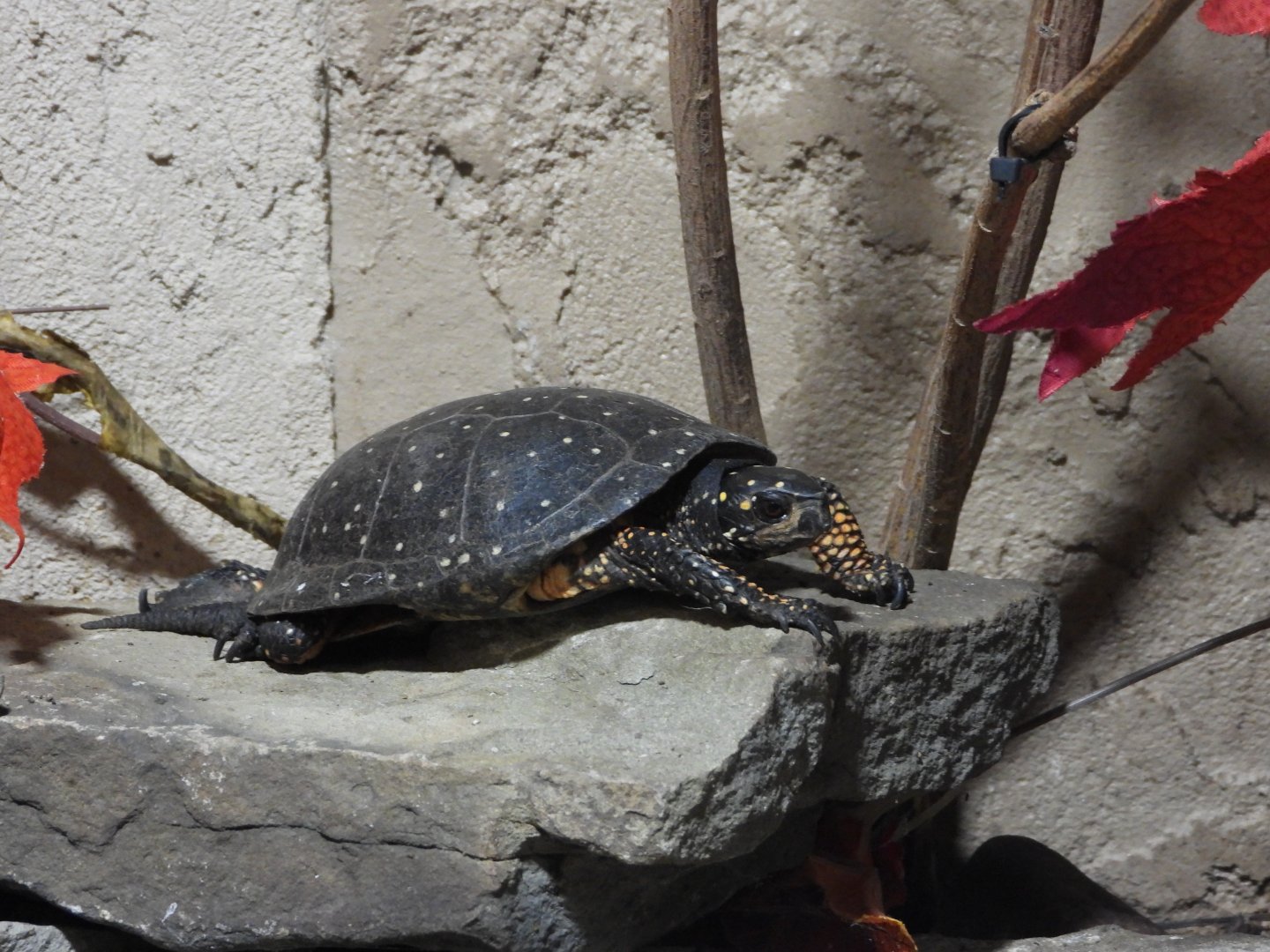 Spotted turtle