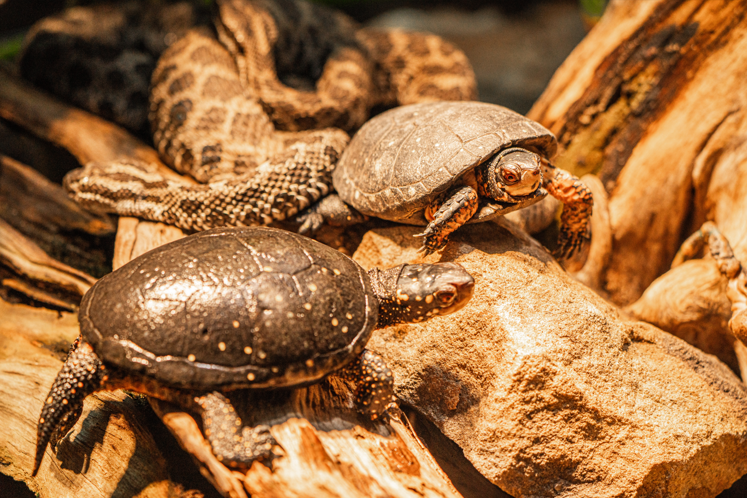 Spotted Turtles and Massasauga Rattlesnakes