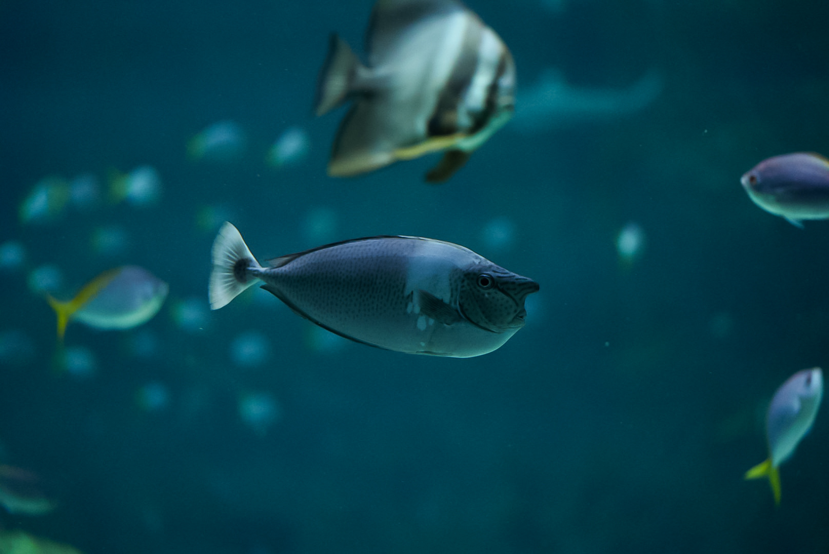 Spotted Unicorn Tang