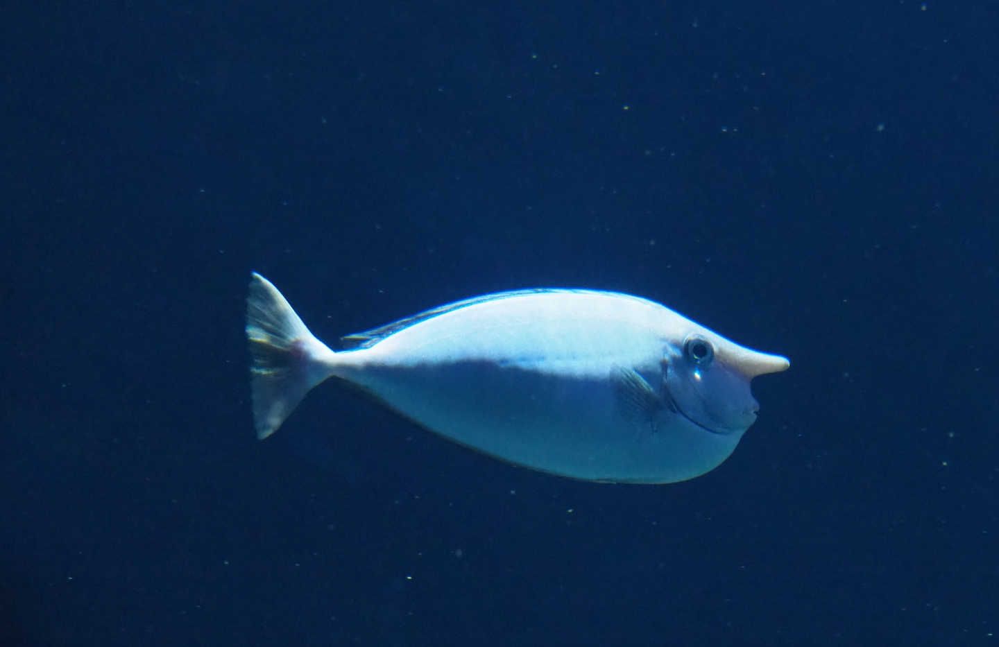 Spotted unicornfish (Naso brevirostris), Nov 10th, 2018