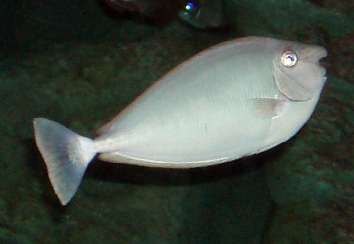 Spotted Unicornfish (Naso brevirostris)