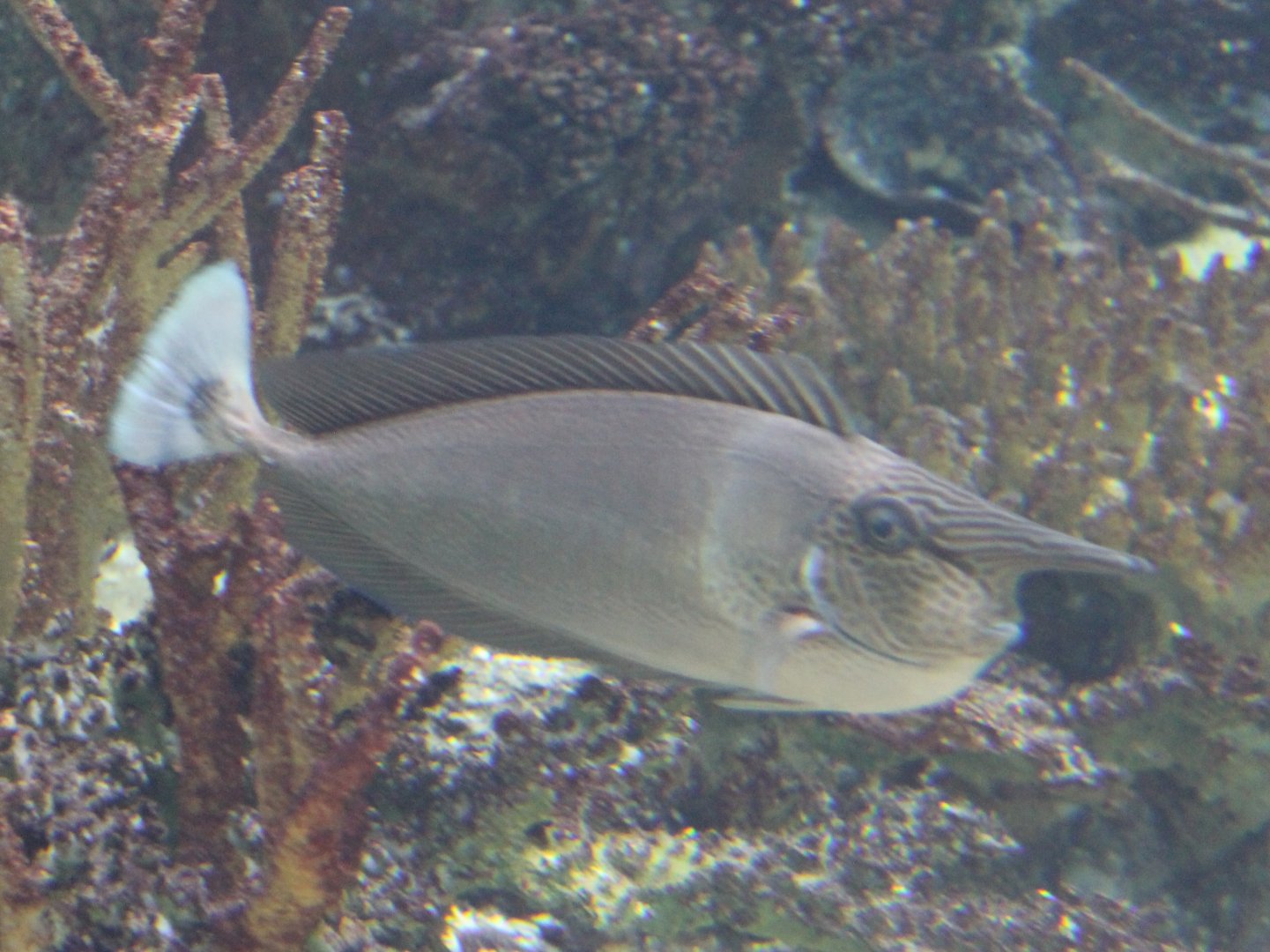 Spotted unicornfish - Naso brevirostris