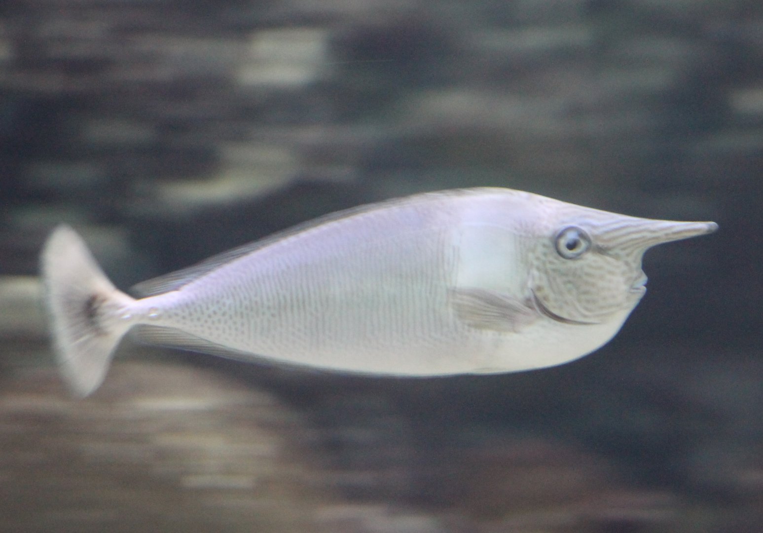 Spotted unicornfish - Naso brevirostris