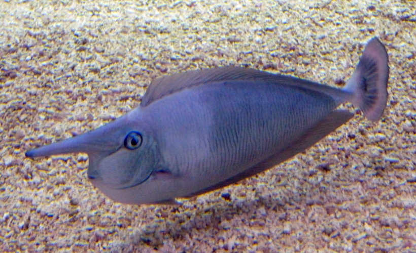 Spotted unicornfish (Naso brevirostris)