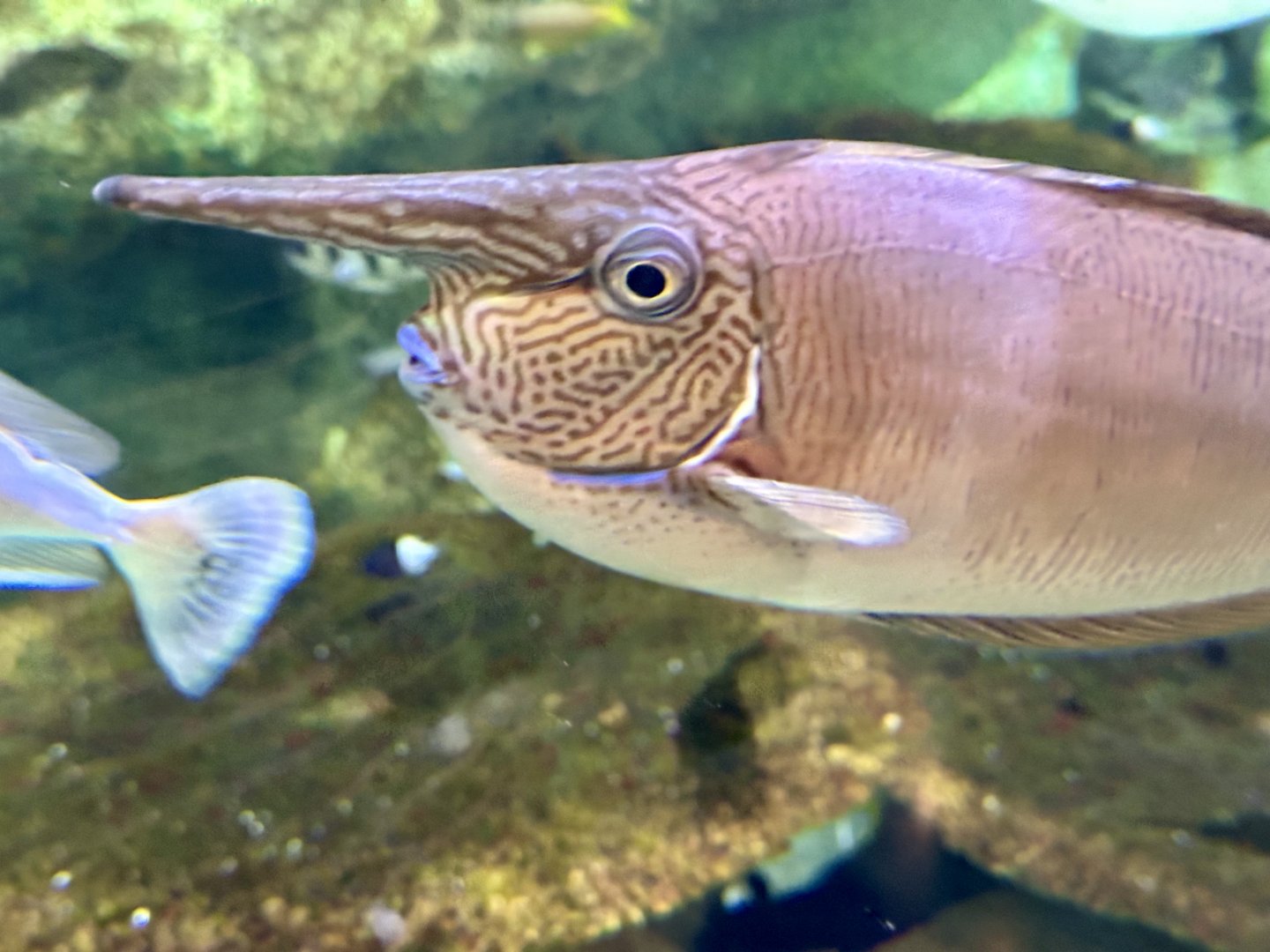 Spotted unicornfish (Naso brevirostris)