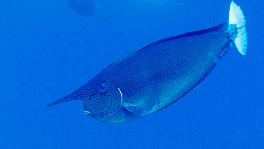Spotted Unicornfish