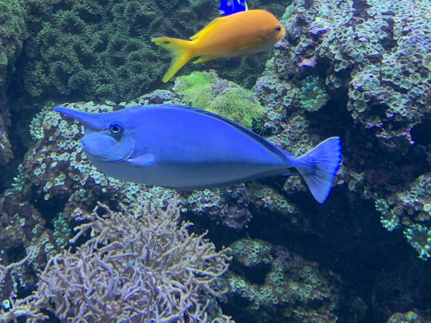 Spotted unicornfish