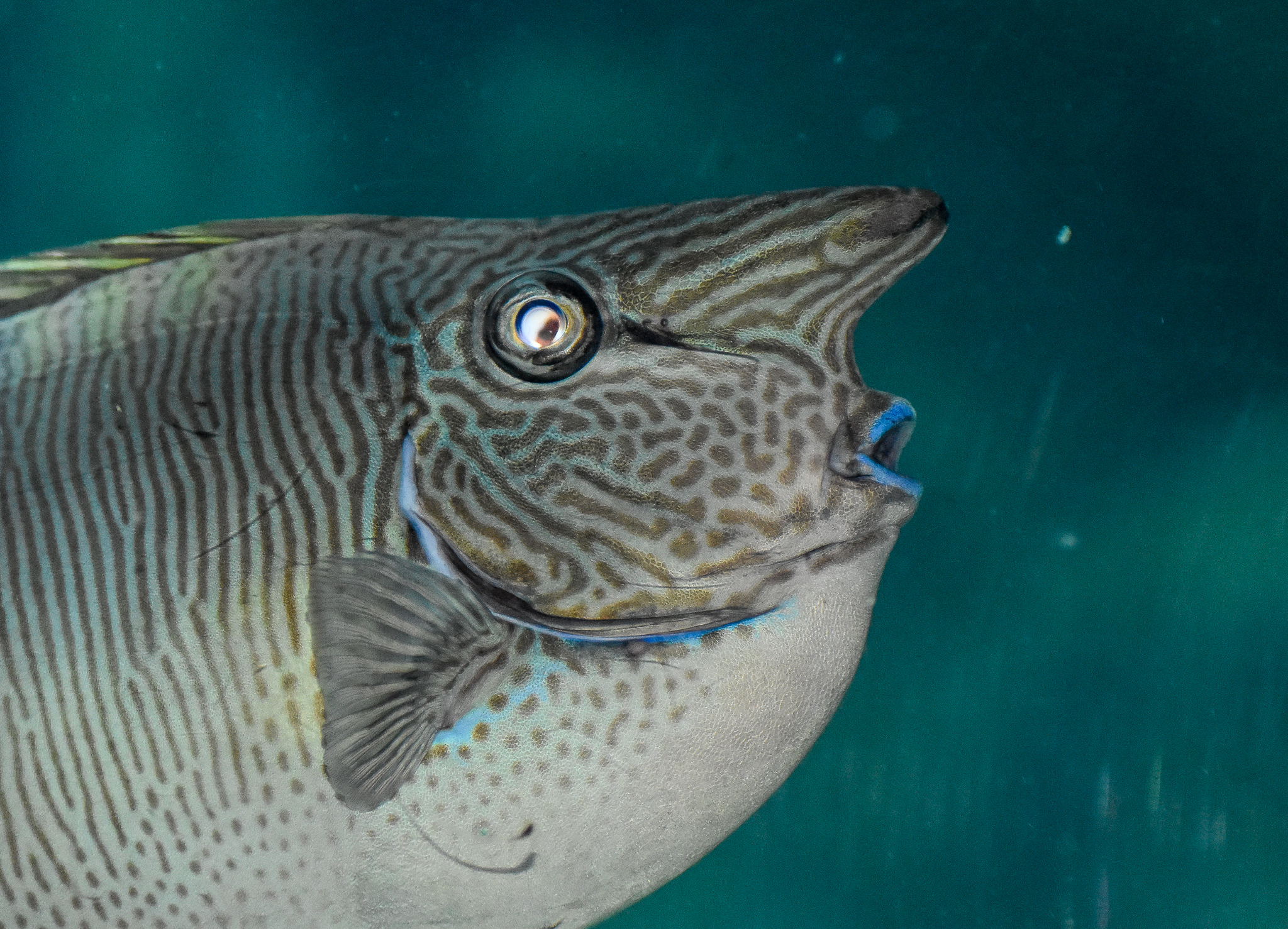 Spotted Unicornfish