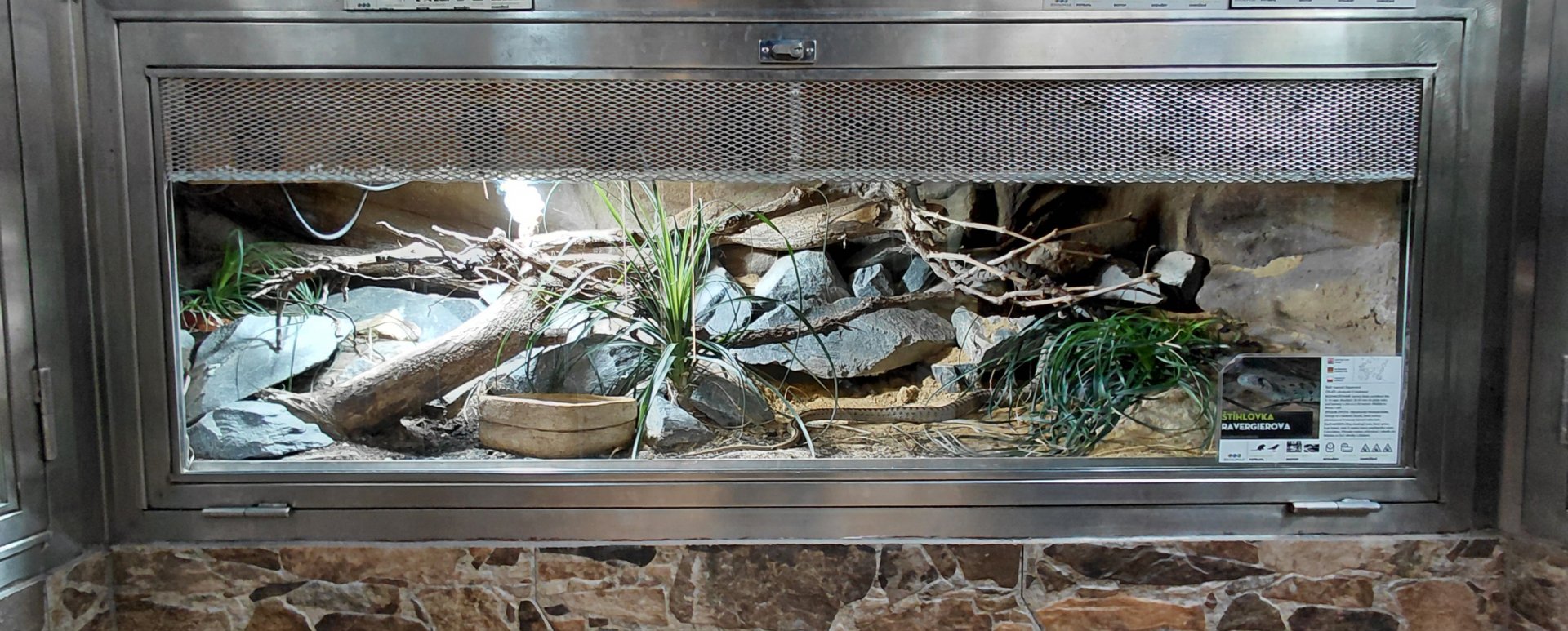 Spotted whip snake exhibit