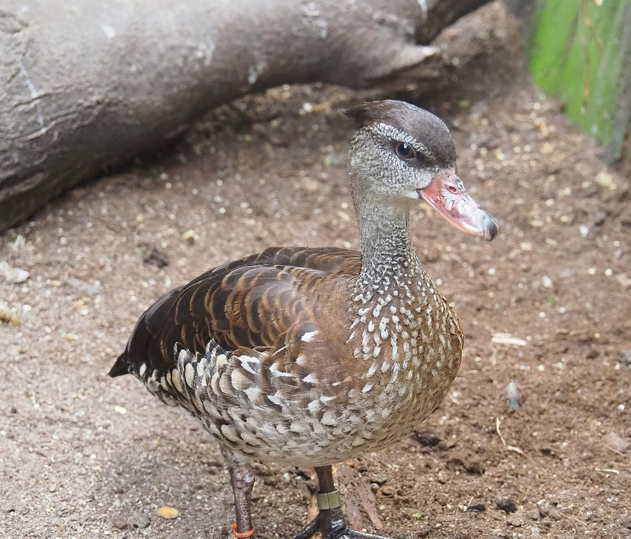 Spotted whistling duck (Dendrocygna guttata), 2022-08-28