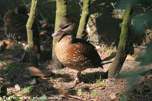 Spotted whistling-duck (Dendrocygna guttata)