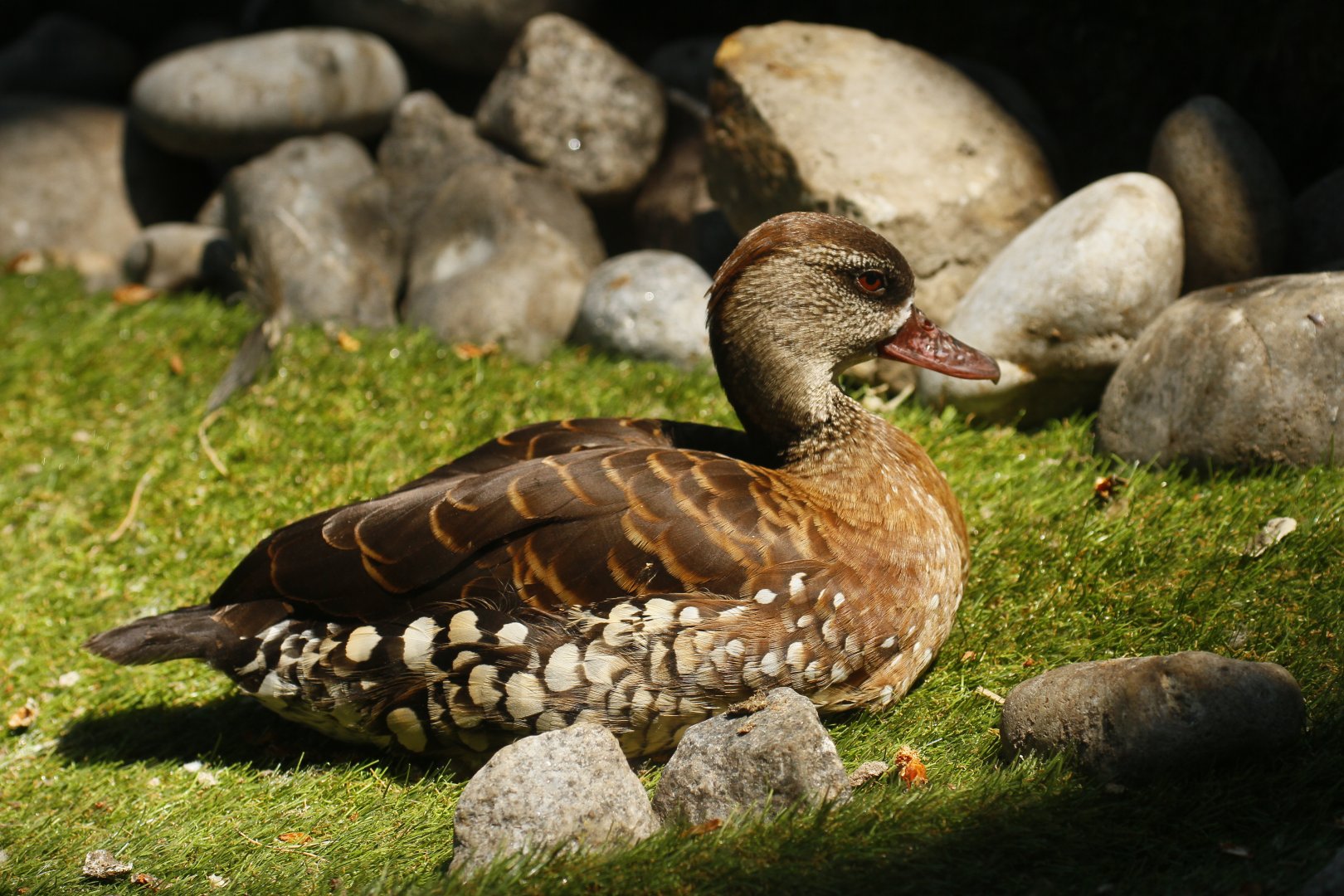 Spotted whistling duck (Dendrocygna guttata)