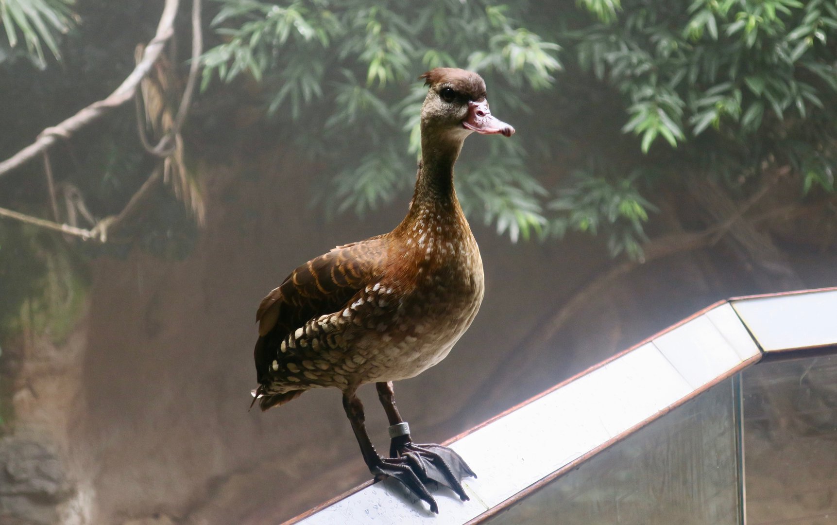 Spotted Whistling Duck (Dendrocygna guttata)