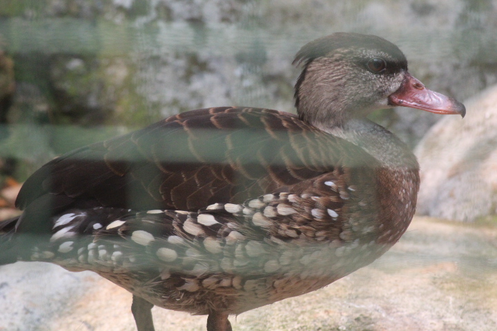 Spotted whistling duck (Dendrocygna guttata)