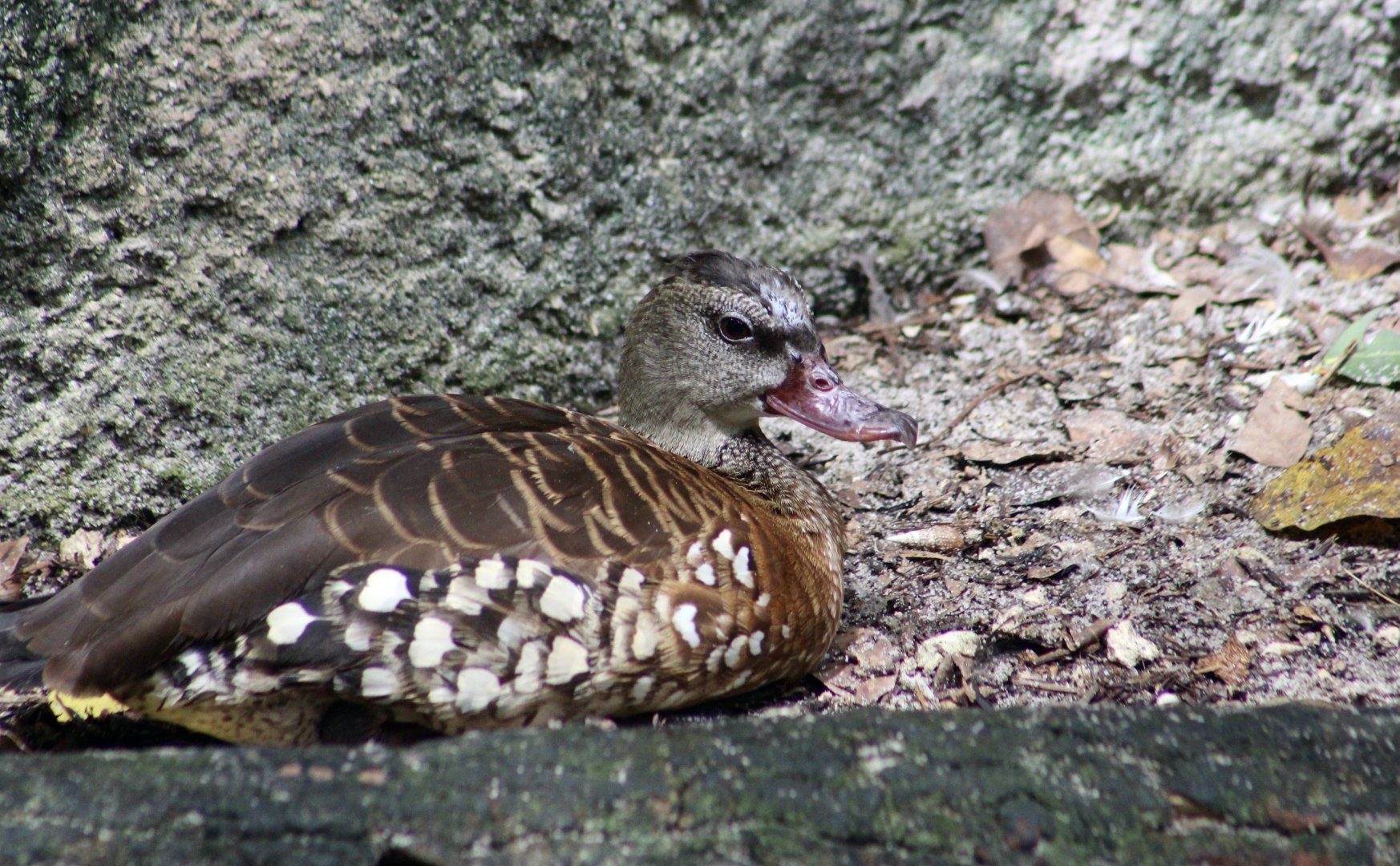 Spotted Whistling Duck (Dendrocygna guttata)