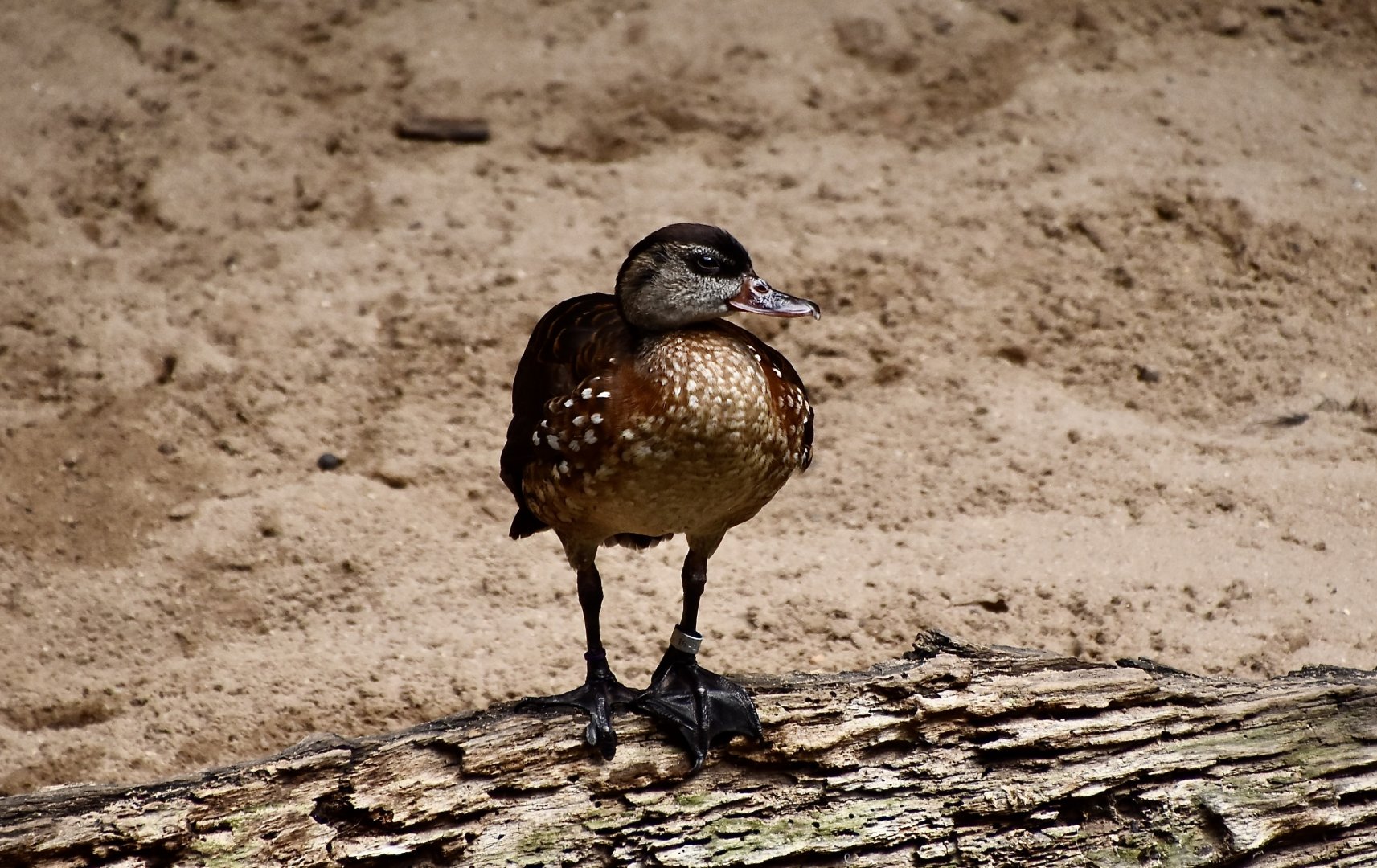 Spotted Whistling Duck (Dendrocygna guttata)