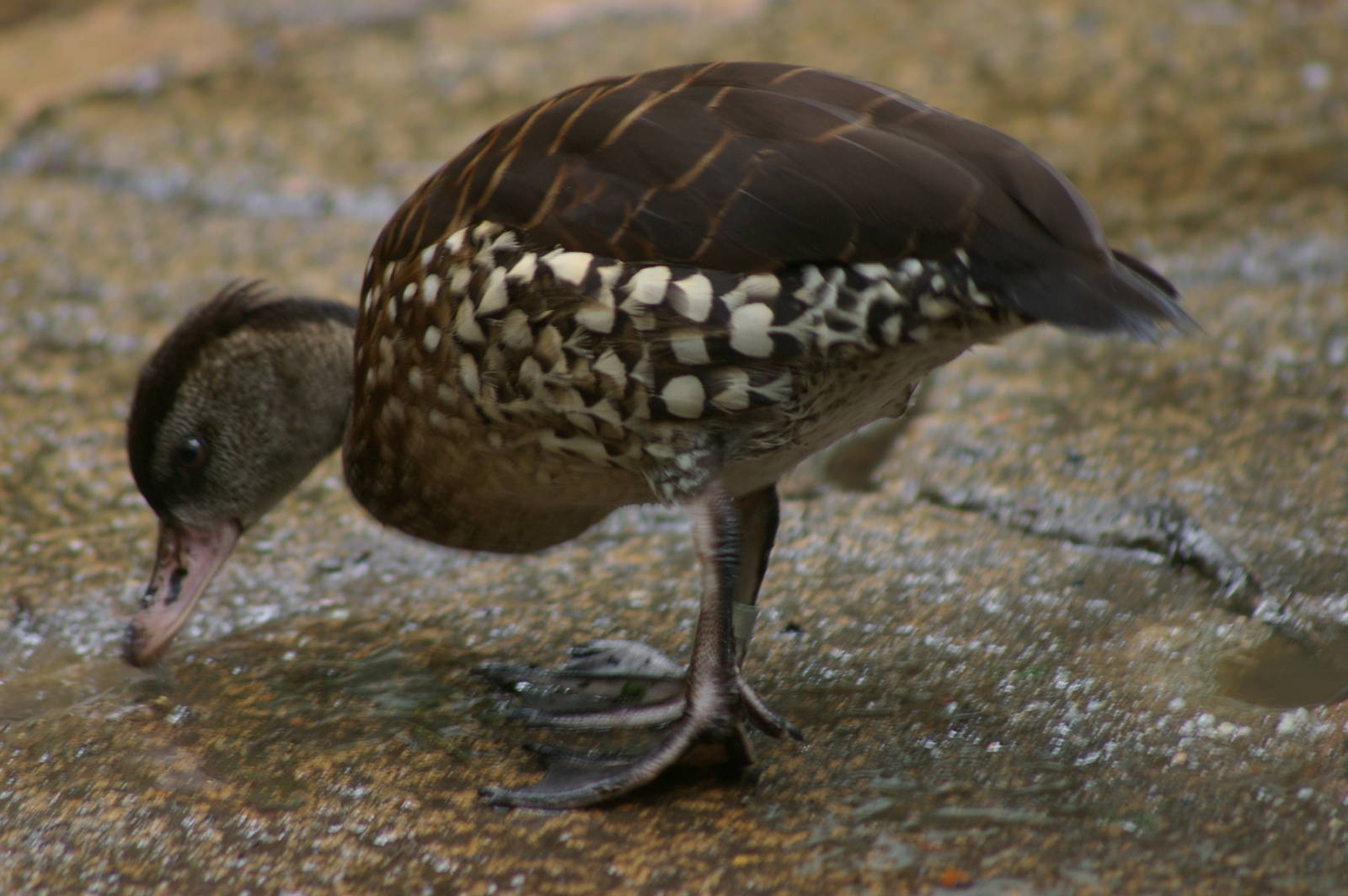 spotted whistling duck (Dendrocygna guttata)