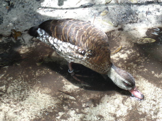 Spotted Whistling Duck