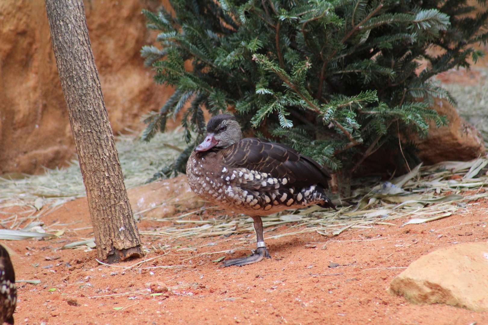 Spotted Whistling-Duck