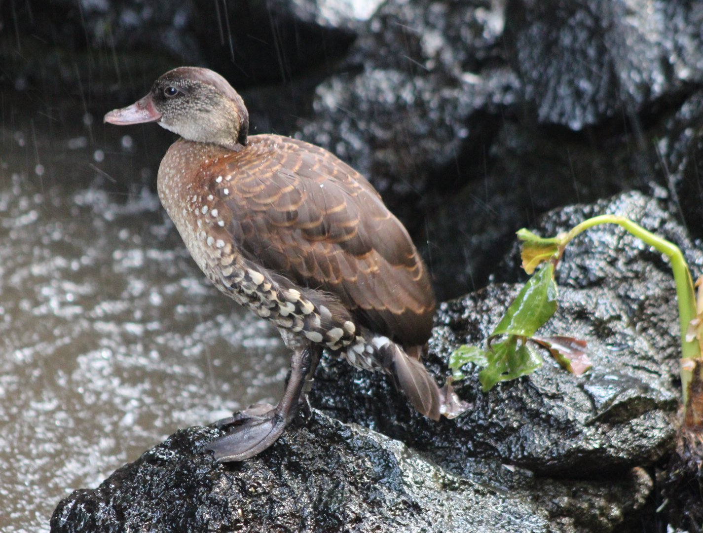 Spotted whistling duck