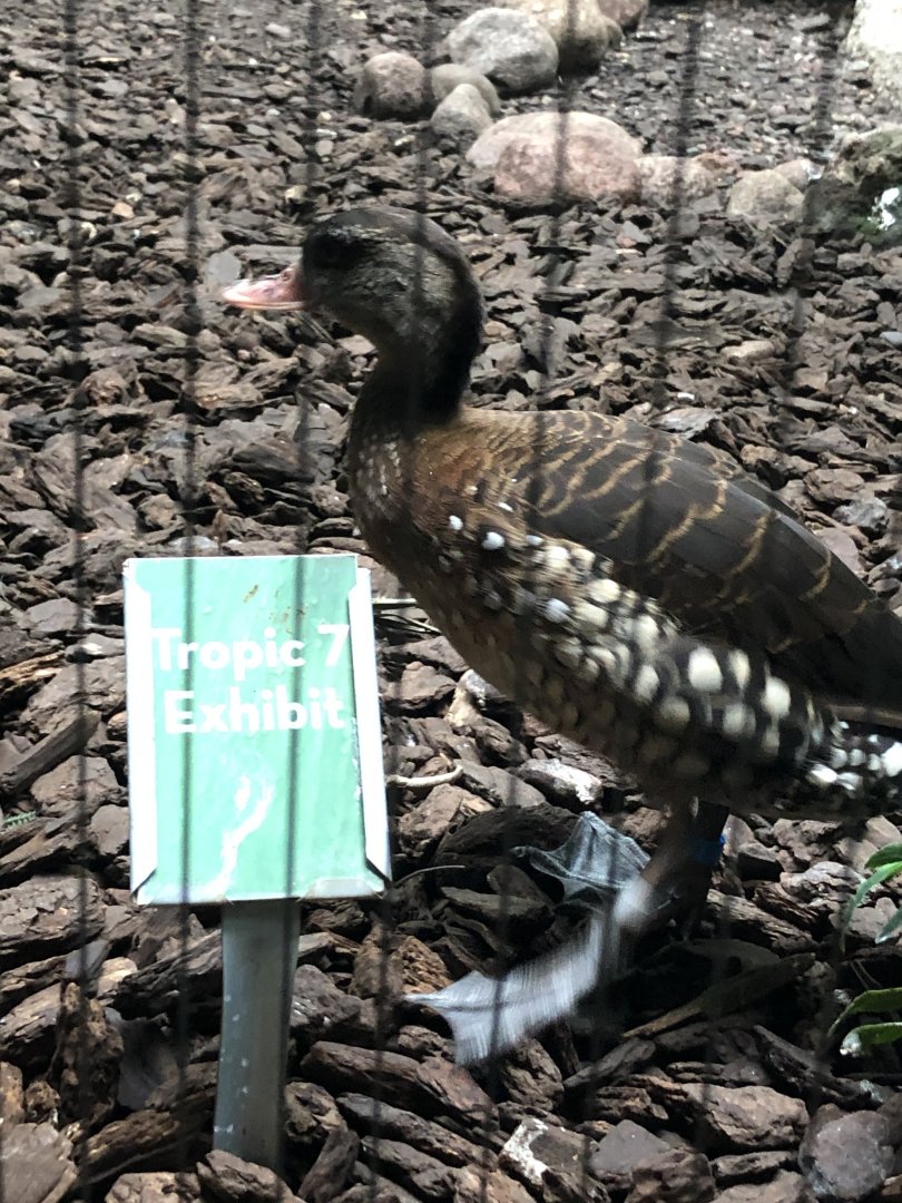 Spotted Whistling Duck