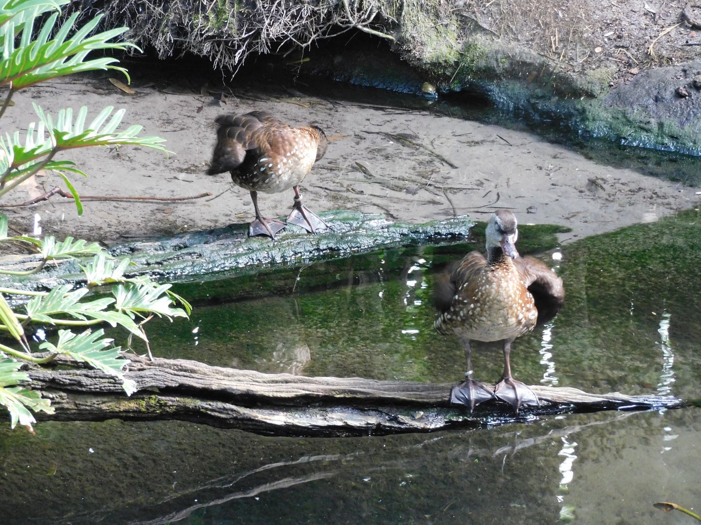 Spotted whistling duck