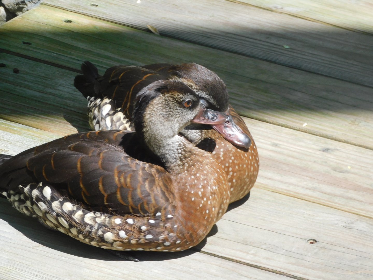 Spotted whistling duck