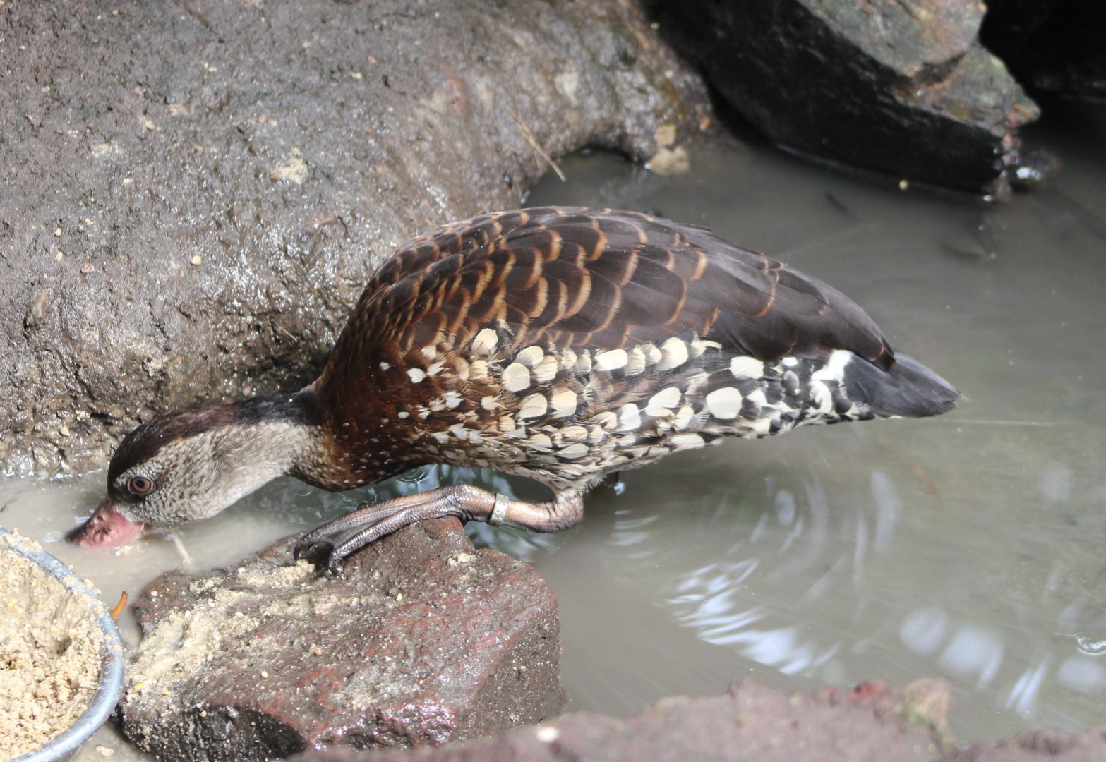 Spotted whistling duck