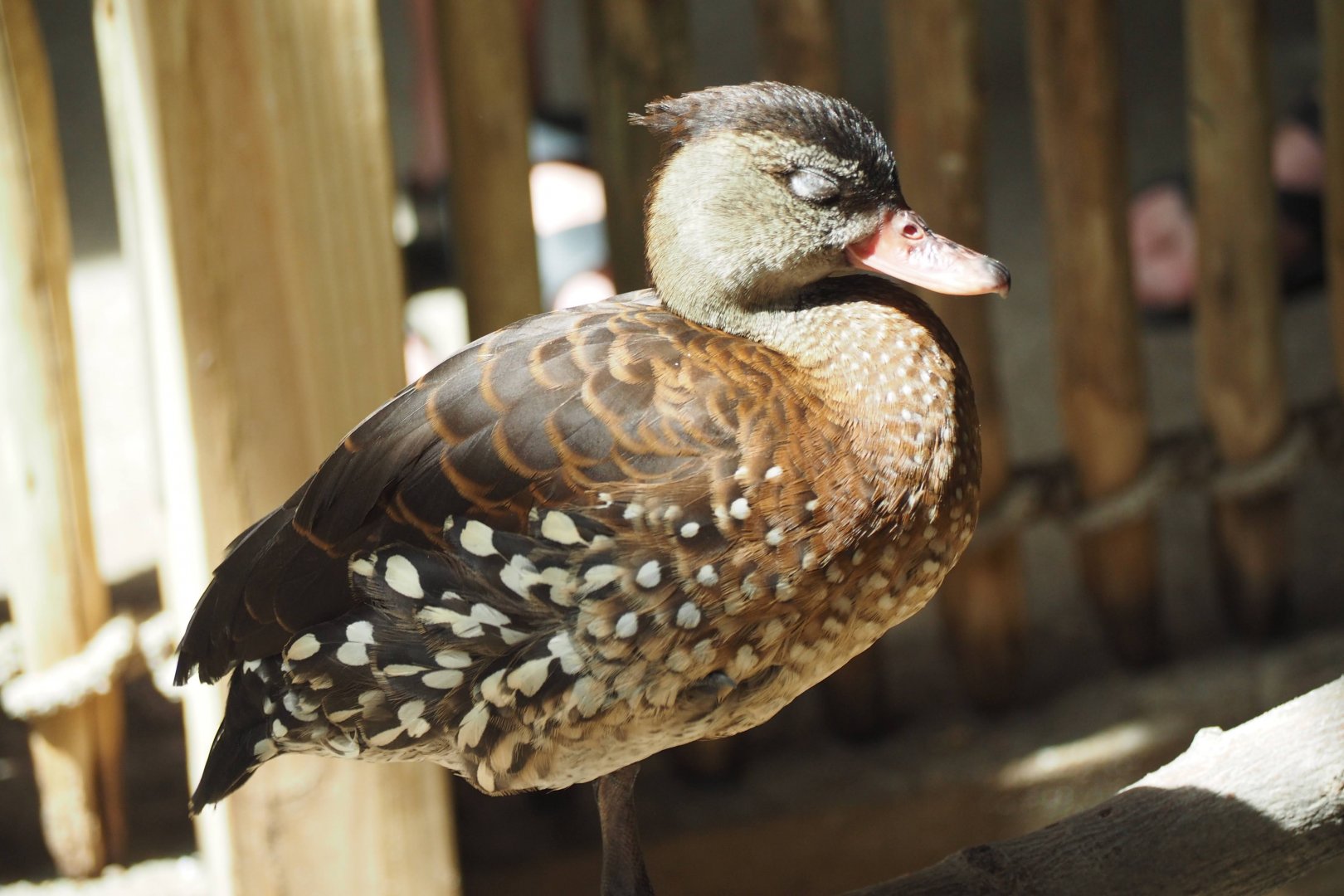 Spotted whistling duck